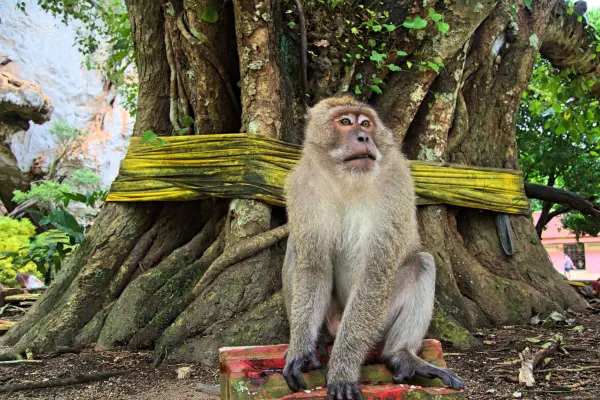 Сухопутные экскурсии в Таиланде