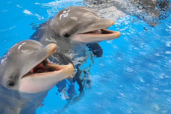 Шоу и вечерние программы в Таиланде