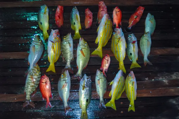 Рыбалка в Таиланде