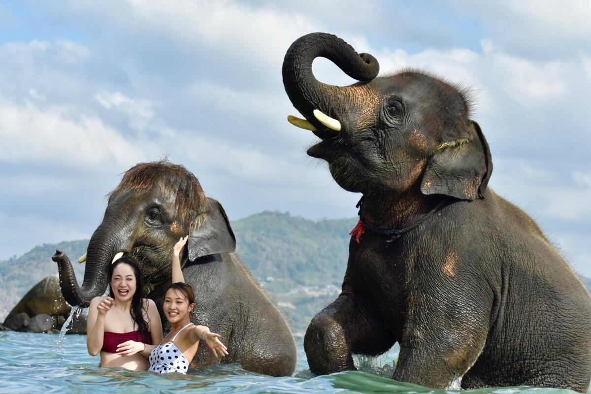 Elephant swimming Tritrang