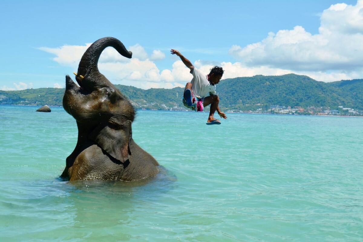 Elephant swimming Tritrang