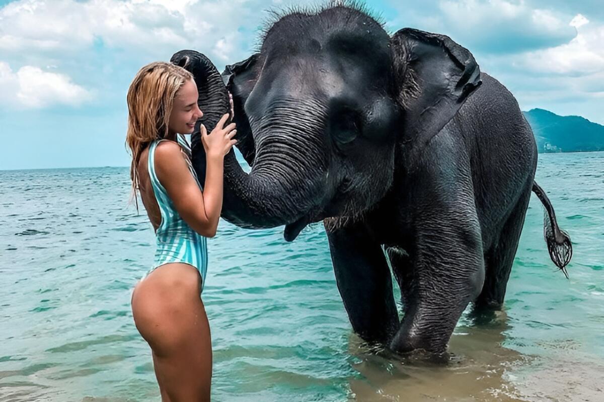 Elephant swimming Tritrang