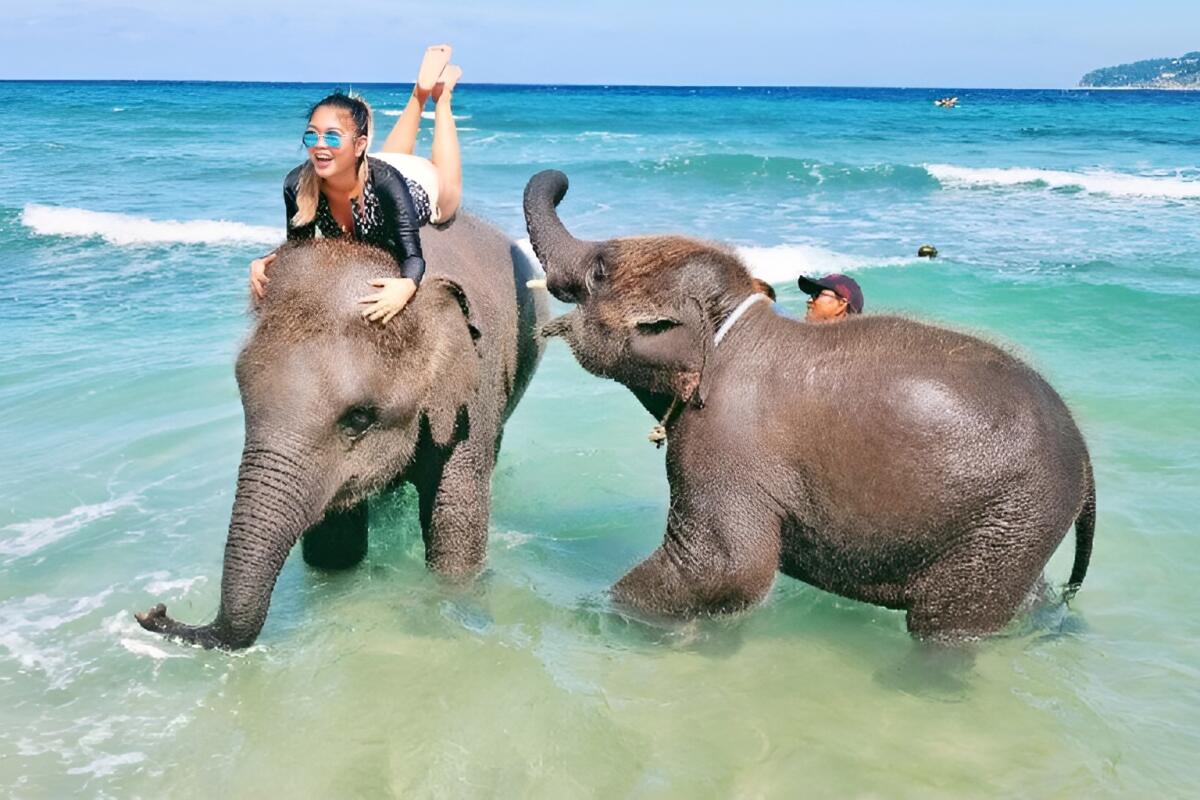 Elephant swimming Tritrang