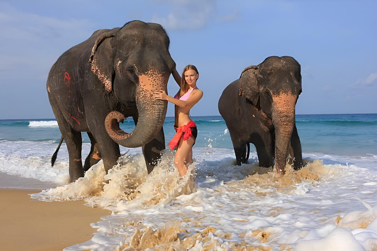 Elephant swimming Tritrang