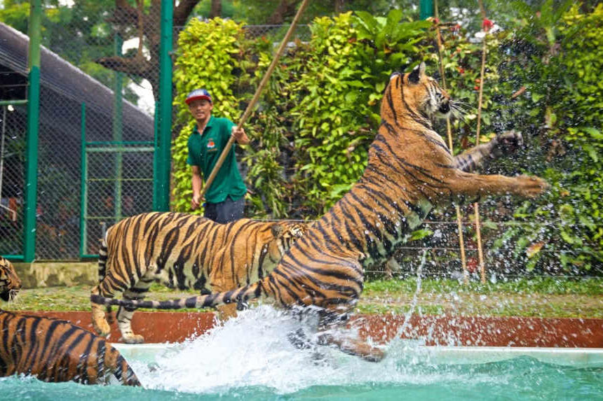 Tiger park