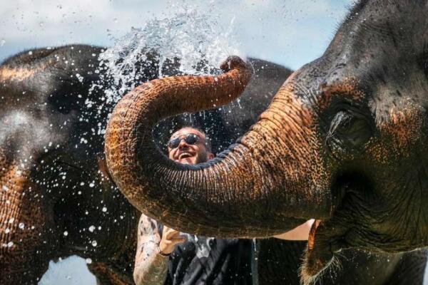 Phuket elephant сare