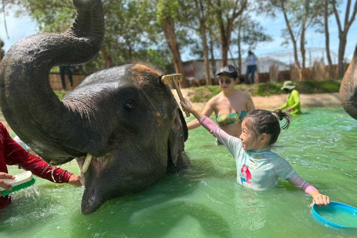 Phuket elephant care