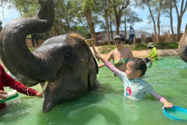 Phuket elephant care