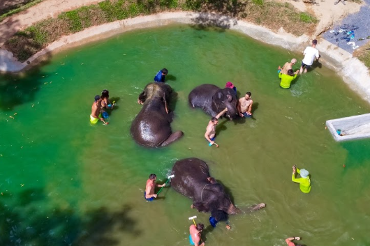 Phuket elephant care