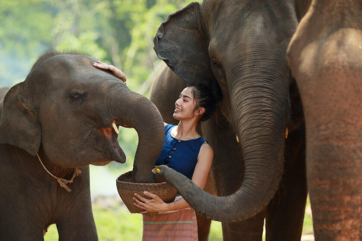 Bukit elephant park