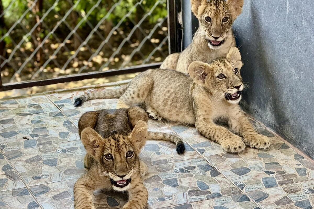 Lion land