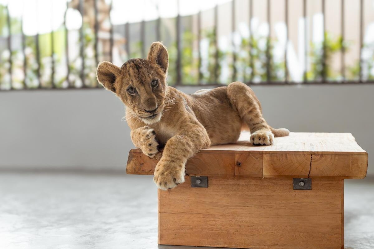 Lion land