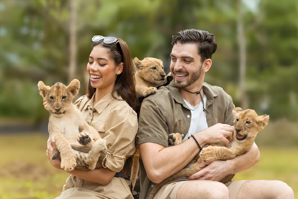 Lion land