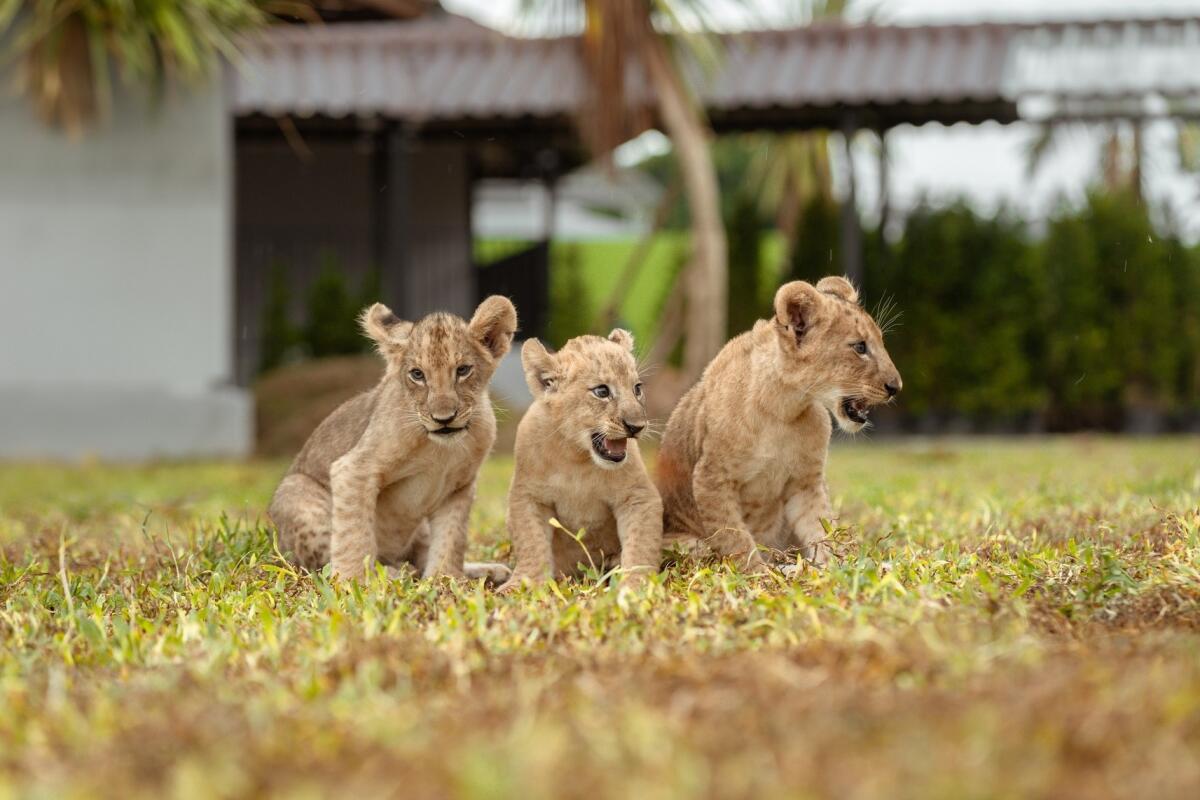 Lion land