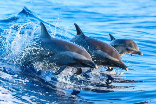 Racha Noi + Yai + Maiton find dolphins