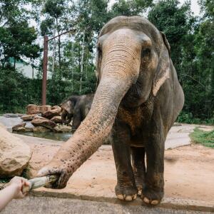 Elephant Care Park Naidee