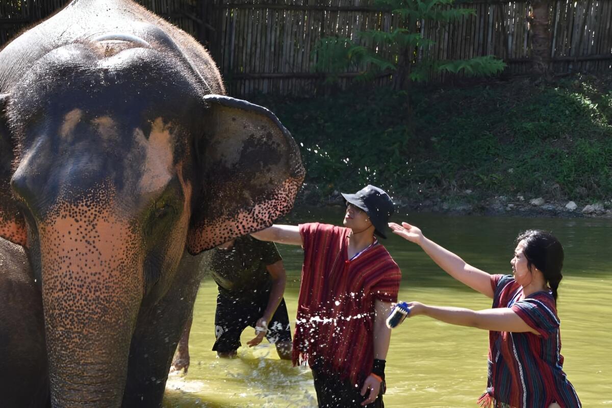Elephant Care Park Naidee