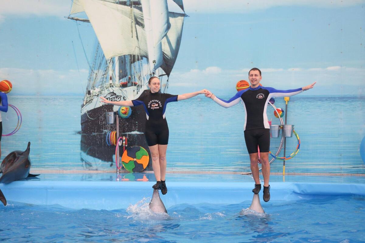 Dolphins show