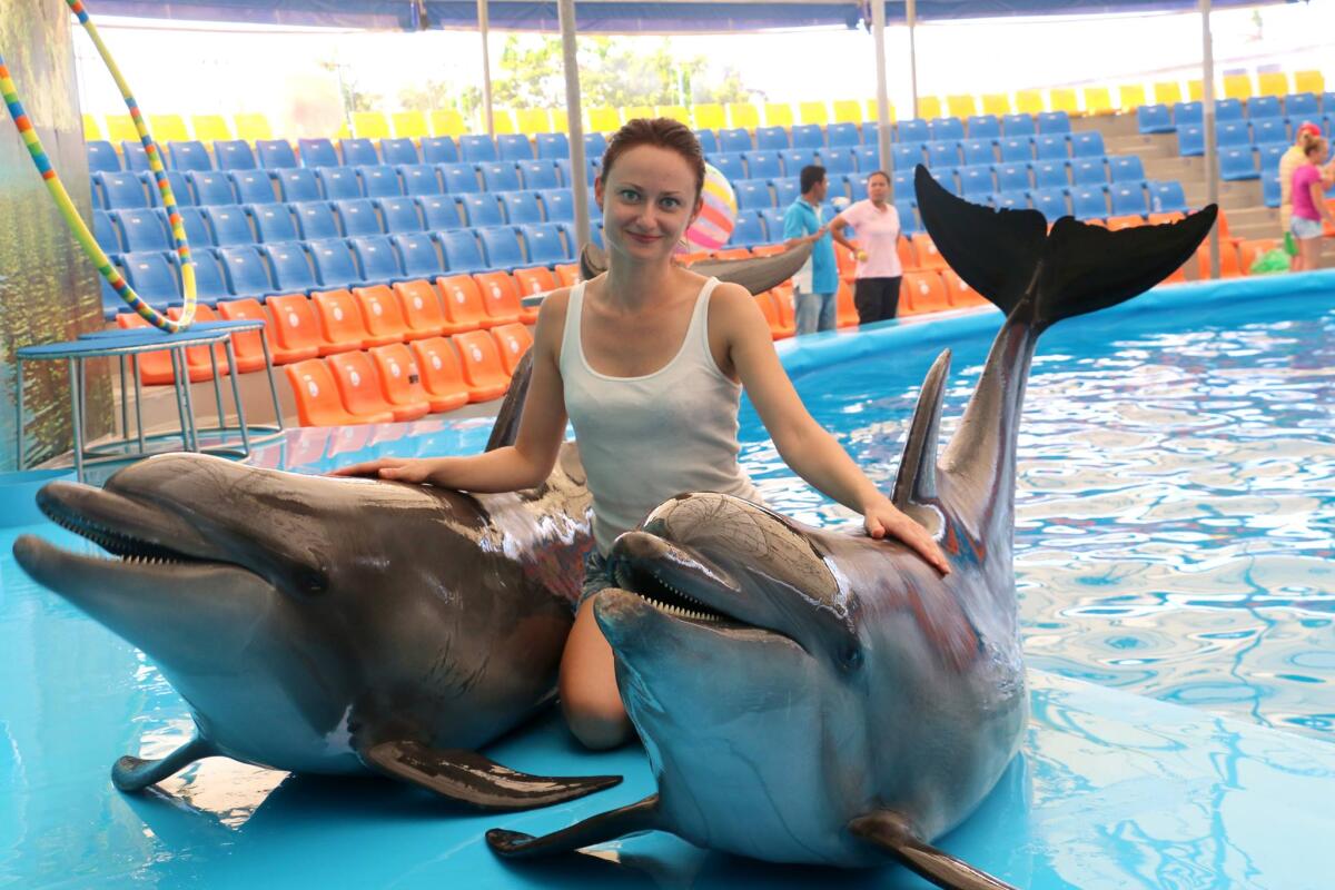 Dolphins show