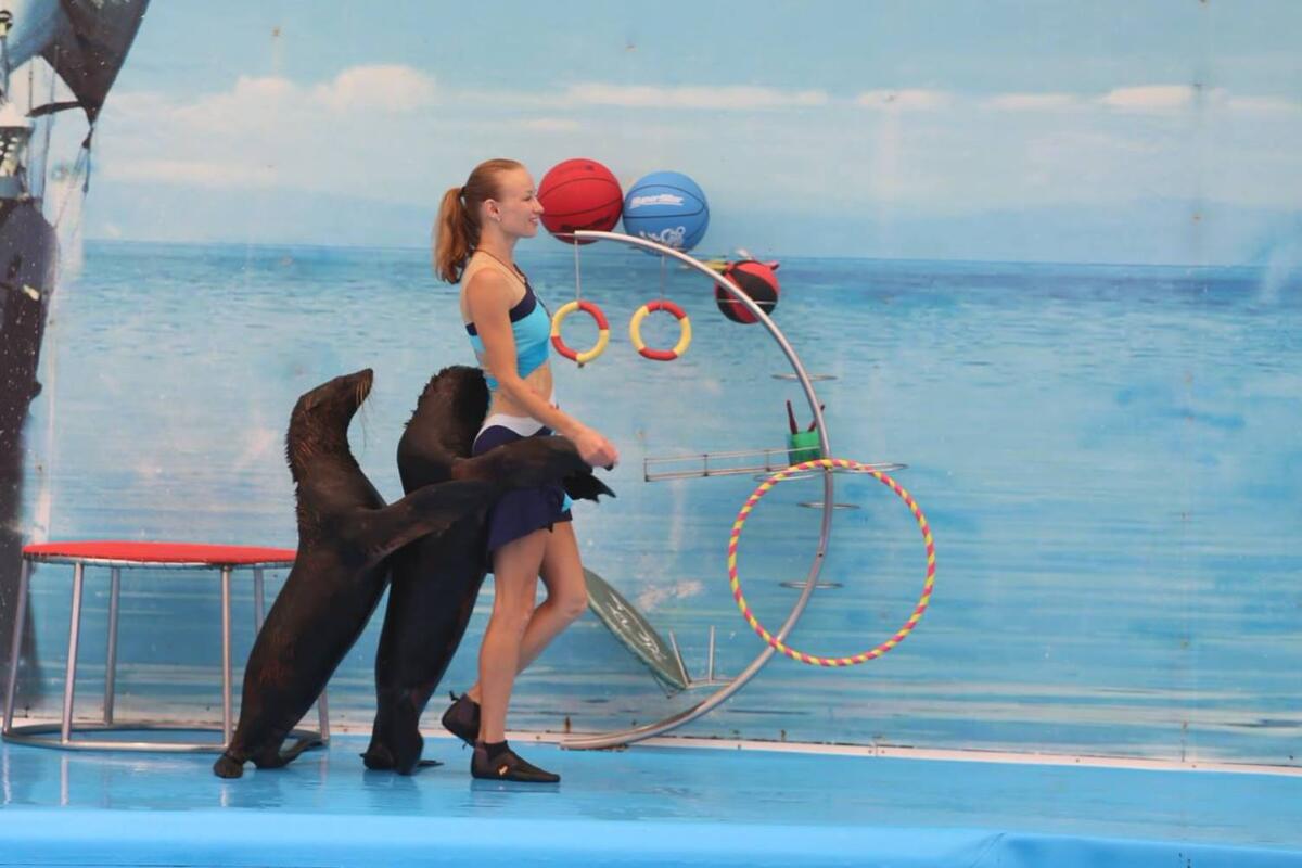 Dolphins show