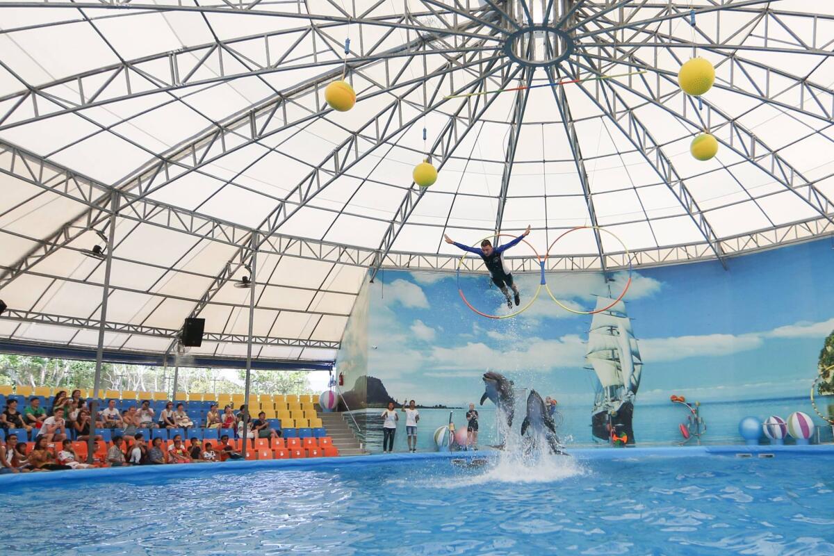 Dolphins show