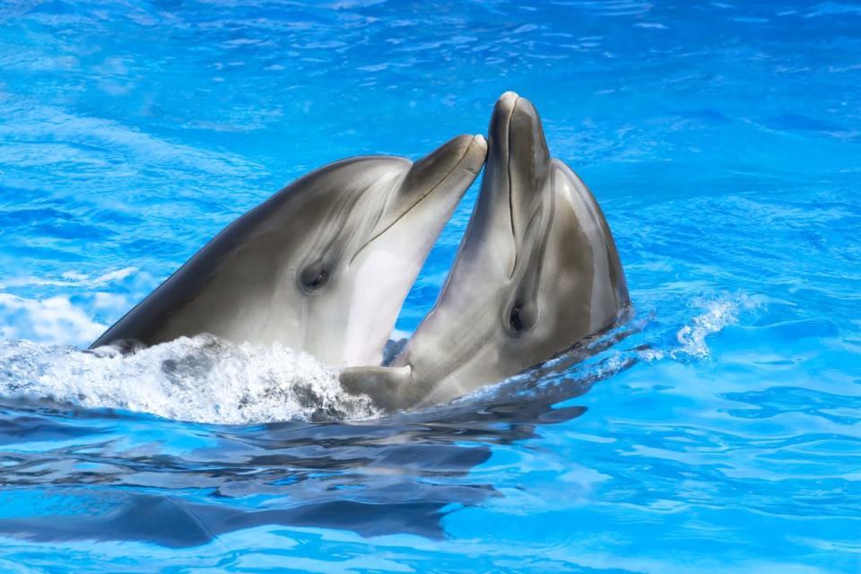 Dolphins show