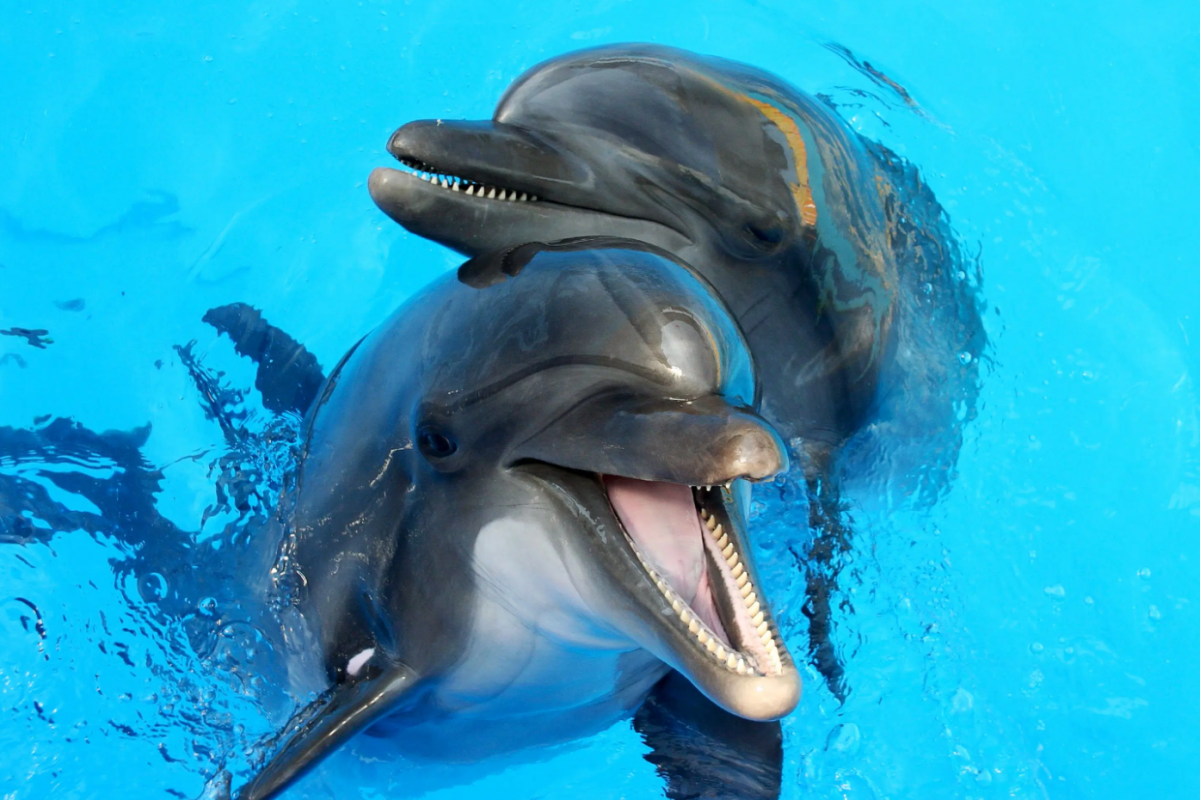 Dolphins show