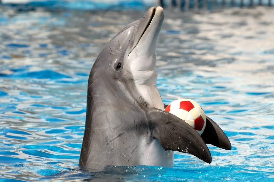 Dolphins show