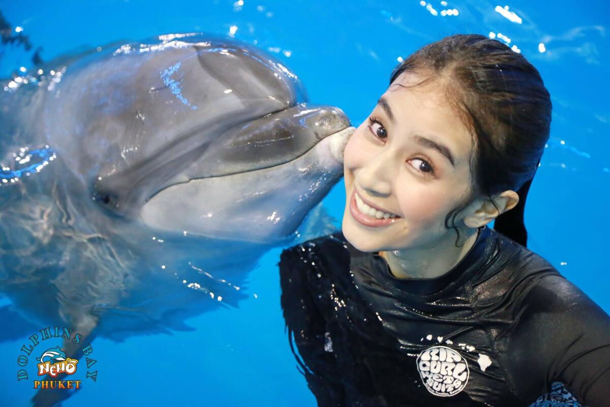 Dolphins swimming