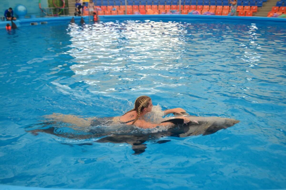 Dolphins swimming