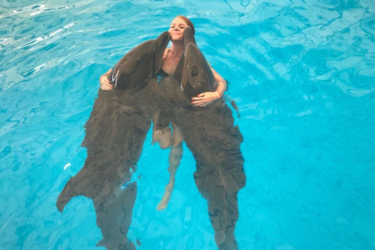Dolphins swimming