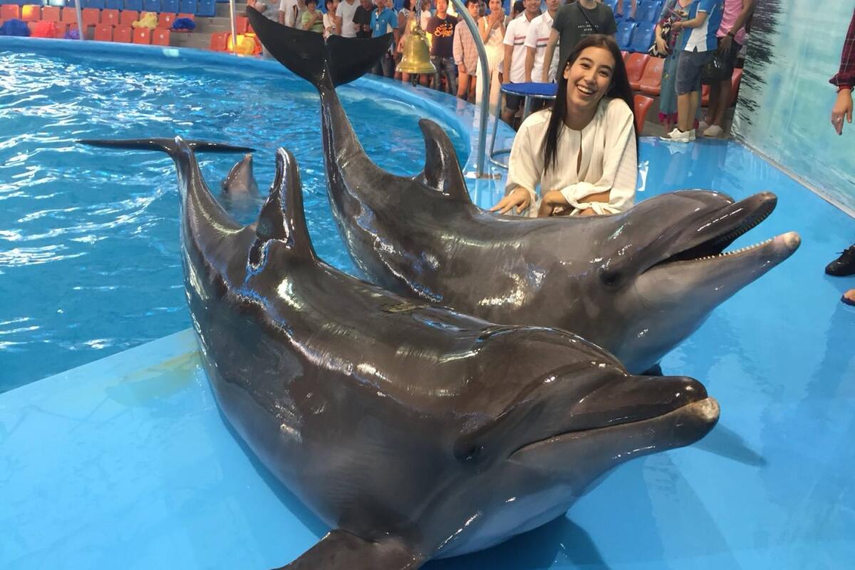 Dolphins swimming