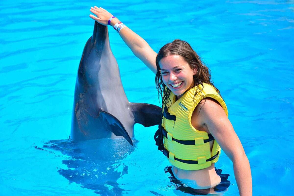 Dolphins swimming