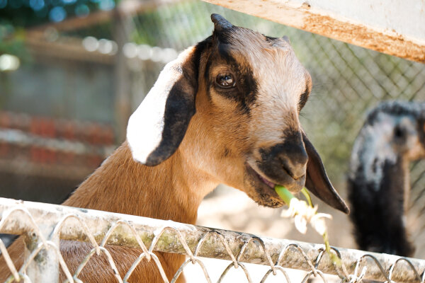 Дискавери - экскурсия для всей семьи, знакомство с животным миром Таиланда