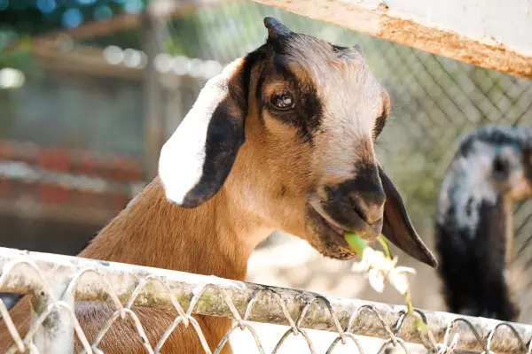Дискавери - экскурсия для всей семьи, знакомство с животным миром Таиланда