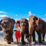 Купание со слоном на пляже Пхукета – общение и фото с слоном у моря