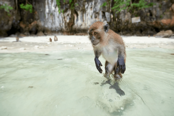 Пхи-Пхи и Бамбу – бухта Майя Бей и снорклинг (комфорт)