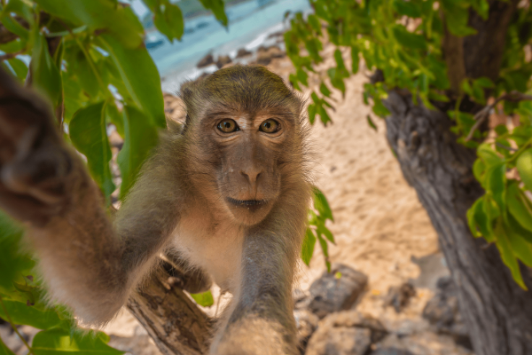 Пхи-Пхи и Бамбу – бухта Майя Бей и снорклинг (комфорт)