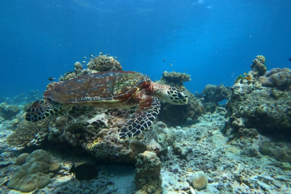 Острова Сурин - рай для снорклинга и отдых на островах