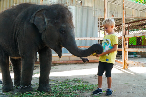 Катание на слоне на Пхукете – прогулка по джунглям, 30 минут