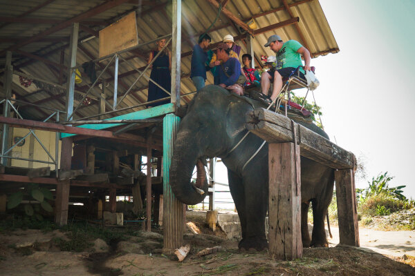 Катание на слоне на Пхукете – прогулка по джунглям, 30 минут