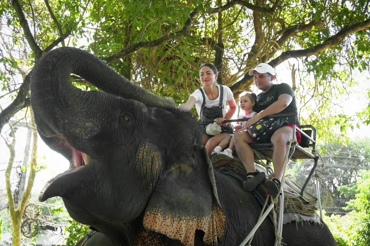 Катание на слоне на Пхукете – прогулка по джунглям, 30 минут