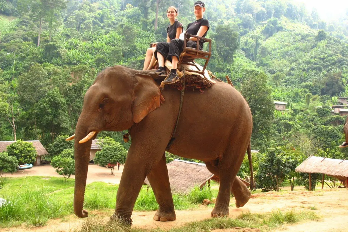 Катание на слоне на Пхукете – прогулка по джунглям, 30 минут