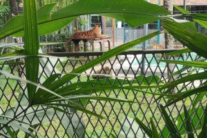 Парк тигров