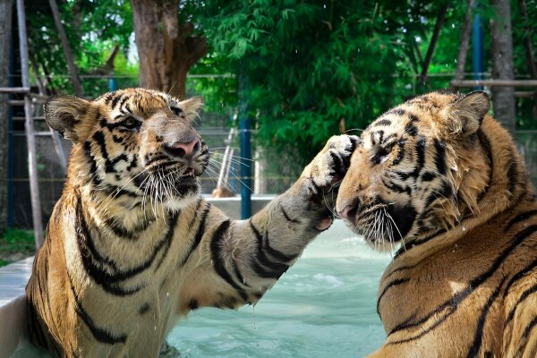 Парк тигров