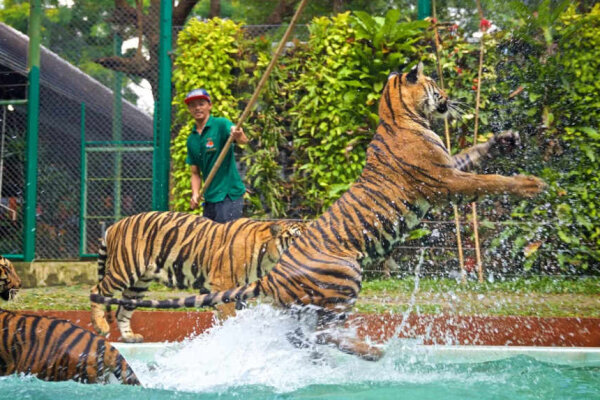 Парк тигров
