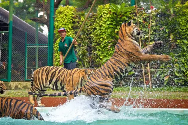 Парк тигров