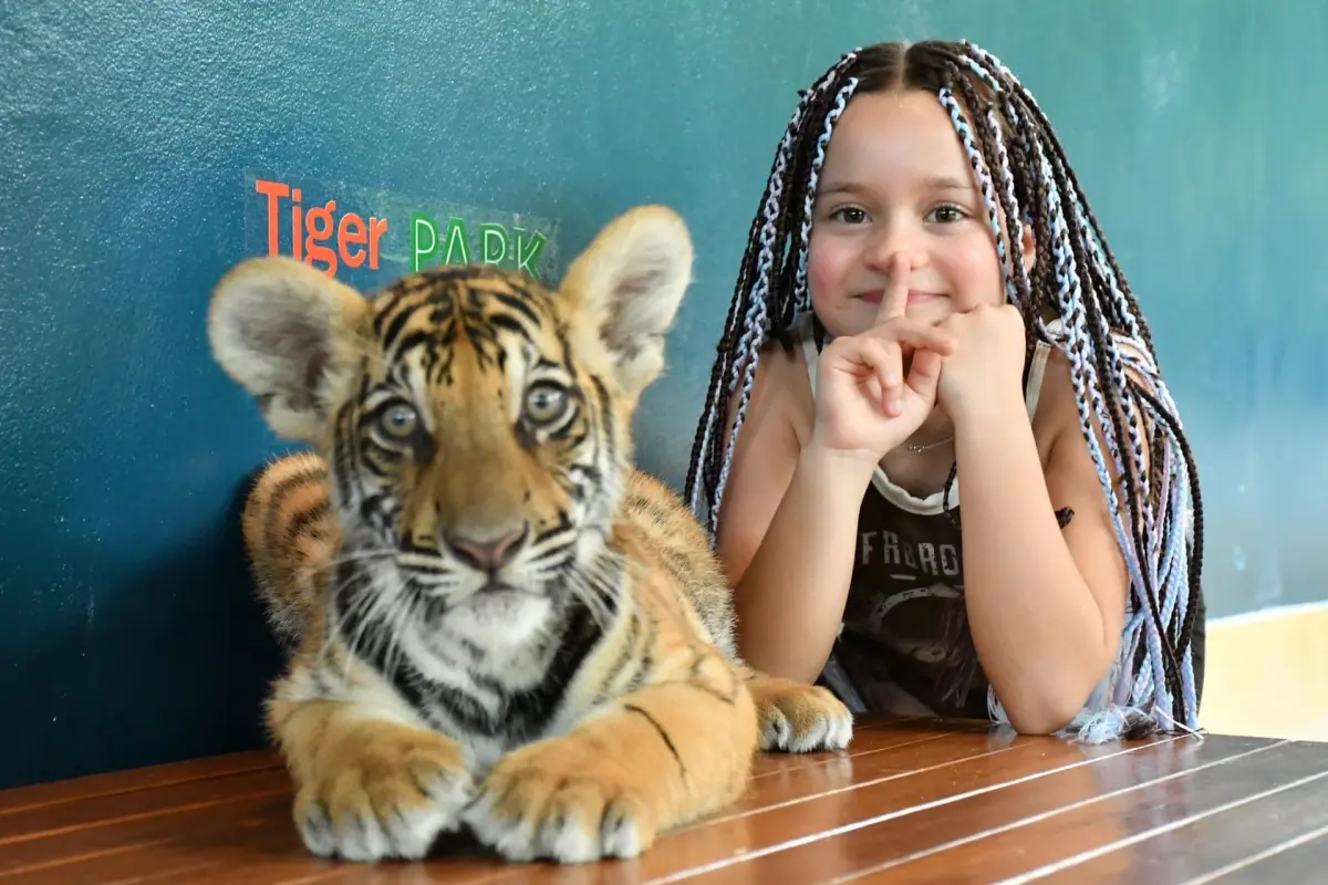 Парк тигров на Пхукете – фото и встреча с тиграми