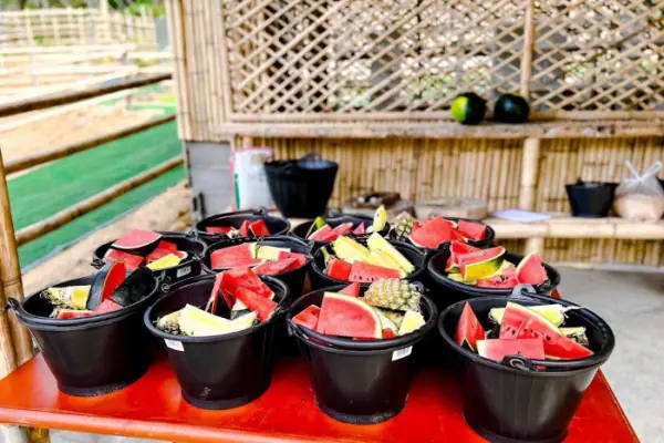 Phuket Elephant Care – наблюдение, общение и кормление слонов