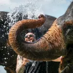 Phuket Elephant Care – наблюдение, общение и кормление слонов